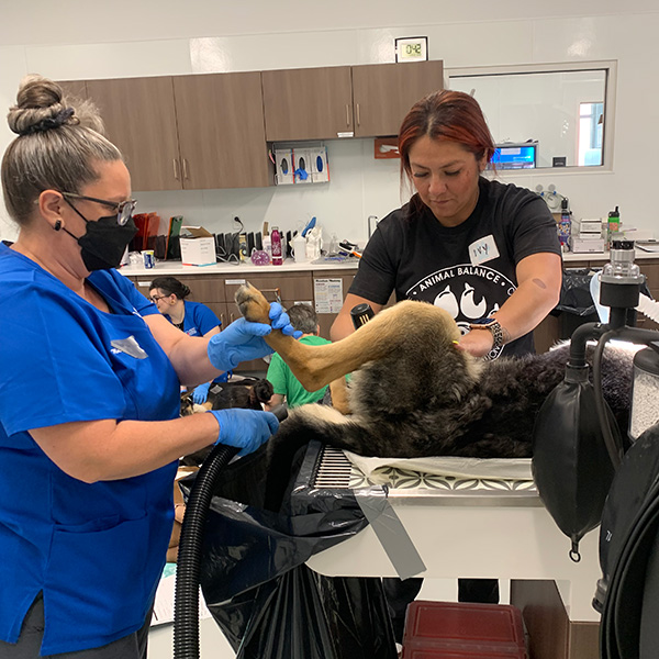 Outreach Team member Ivy Ruiz, RVT works on a large dog during a High-Quality, High-Volume Spay/Neuter drive in Fresno