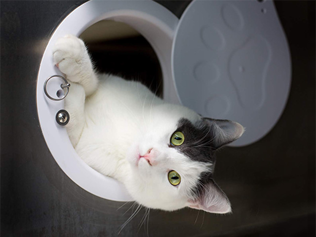 Cat in Washington County shelter leans through a portal in a stainless steel cat cage.