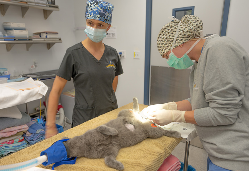 Dr. Krauss supervises a student spaying a gray cat