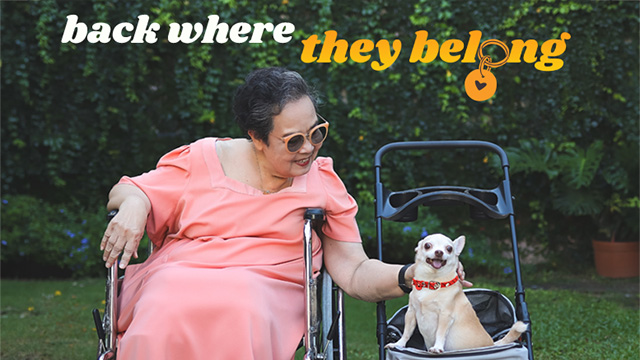 A senior woman in a wheelchair pets a chihuahua seated next to her in a baby carriage