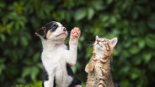 Photo of a kitten and puppy sitting side-by-side in front of green foliage