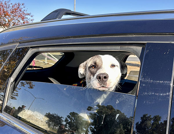 Cute white pit mix with brown eyes and dark eyepatch markings looks out a partially open car window