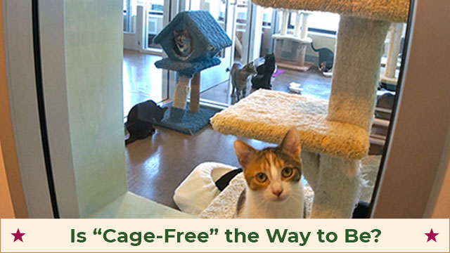 Is Cage Free the Way to Be? Photo of cats in group housing